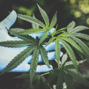 A Basic Guide to Cannabis, It’s History, & Science Acupuncture CEU Course