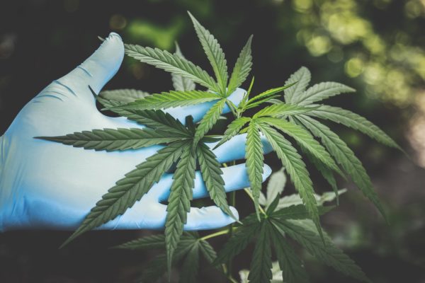 A Basic Guide to Cannabis, It’s History, & Science Acupuncture CEU Course