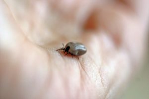 “#1 Guide” to Understanding Lyme Disease