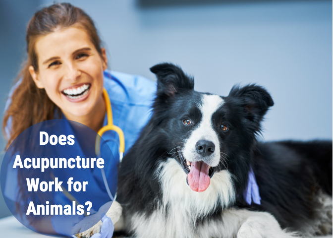 Does Acupuncture Work for Animals? ACE Blog